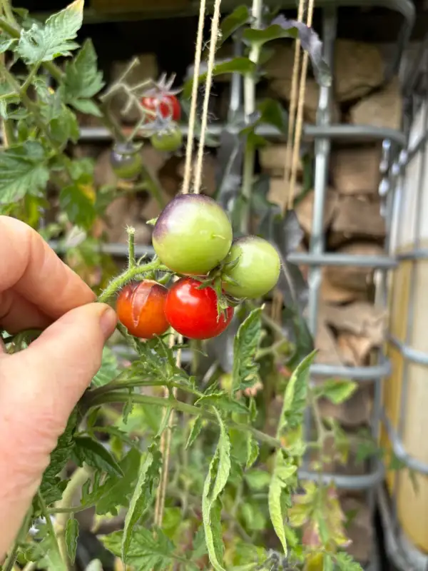 Tomaten: Dancing with smurfs