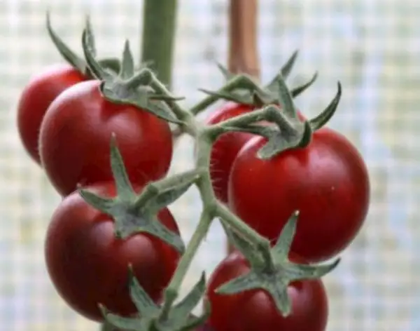 Tomaten: Dancing with smurfs