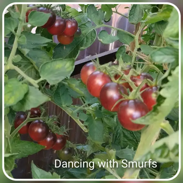 Tomaten: Dancing with Smurfs