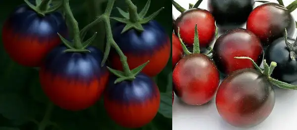 Tomaten: Dancing with Smurfs