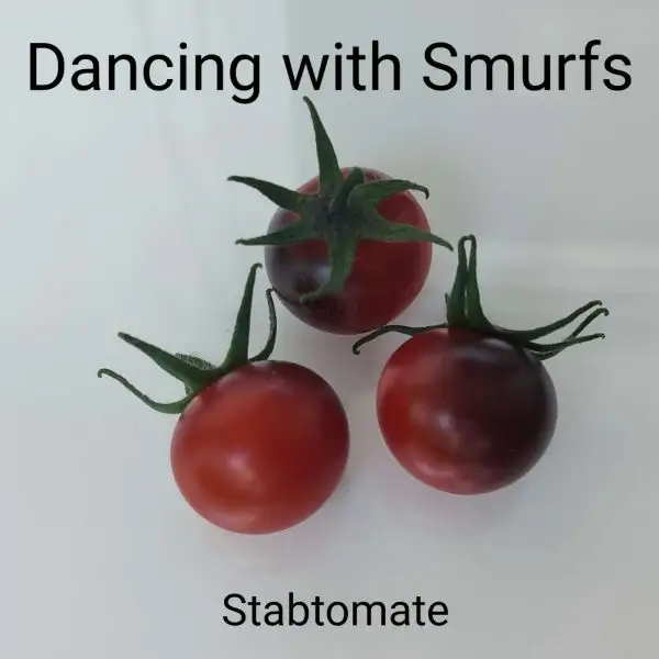 Tomaten: Dancing with smurfs