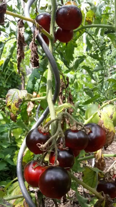 Tomaten: Dancing with the Smurfs