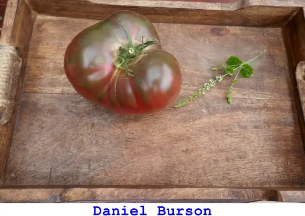 Tomaten: DANIEL BURSON