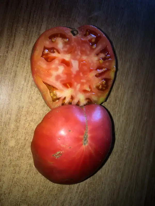 Tomaten: Daniel