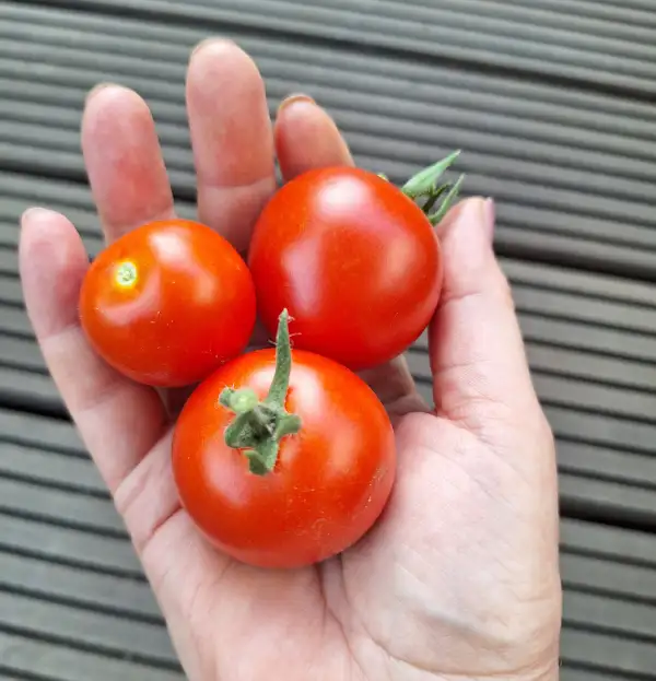 Tomaten: Dansk Eksport