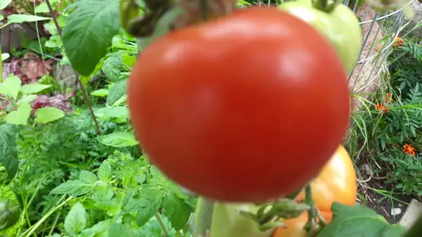 Tomaten: Dansk Export