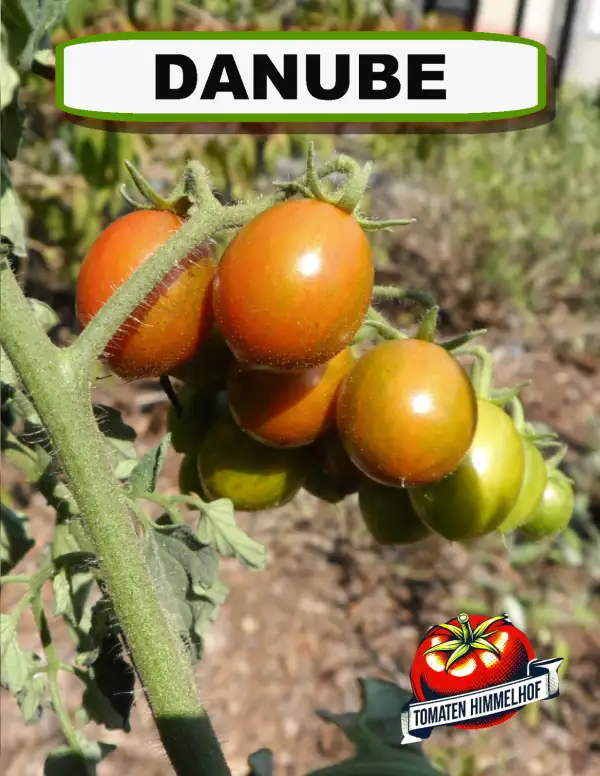 Tomaten: Danube