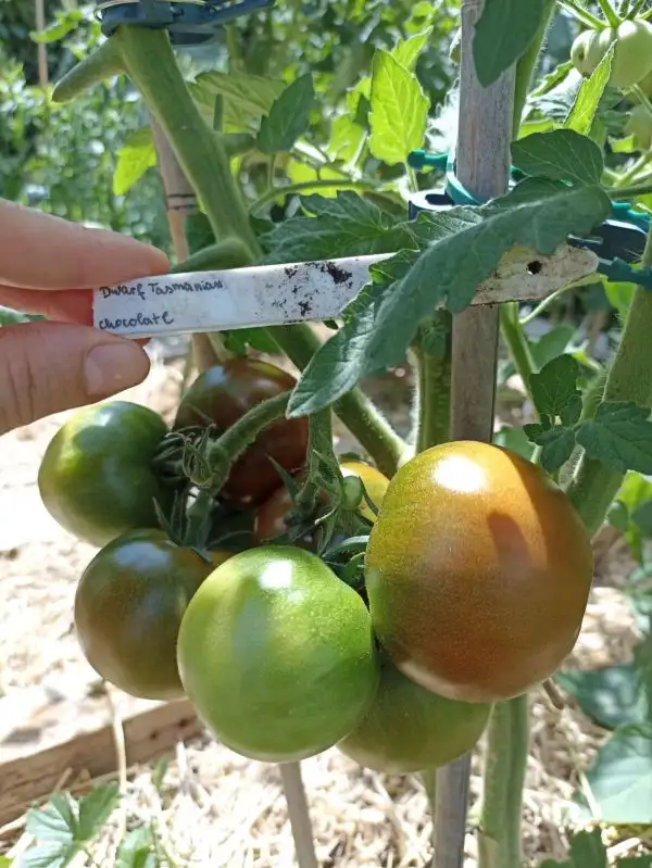 Tomaten: Darf Tasmanian Chokolate