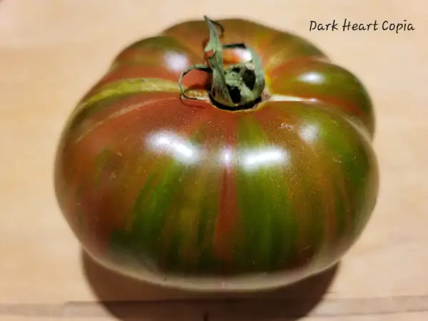 Tomaten: Dark Copia Heart