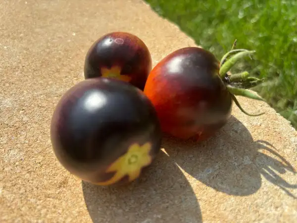 Tomaten: Dark Galaxy