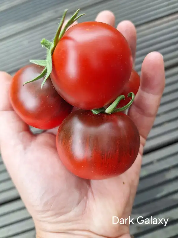 Tomaten: Dark Galaxy