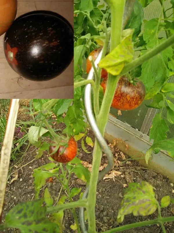 Tomaten: Dark Galaxy (2021)