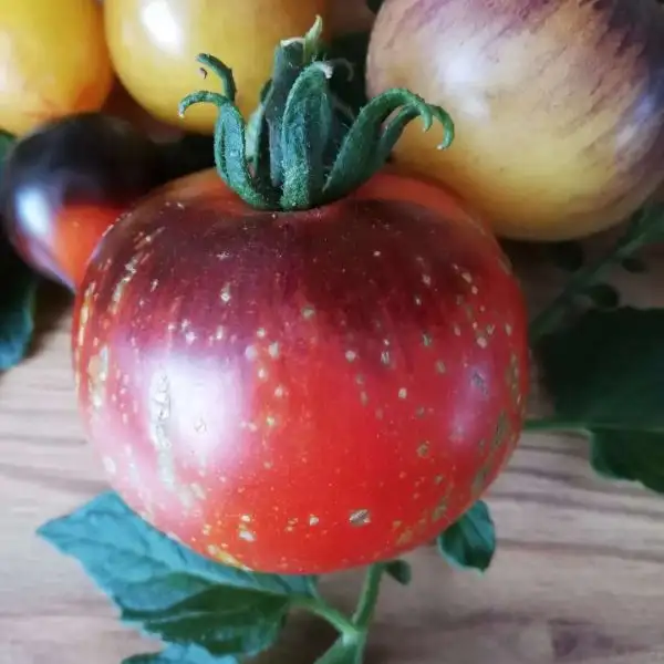 Tomaten: Dark Galaxy