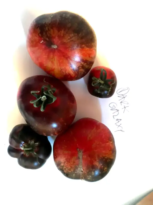 Tomaten: Dark Galaxy