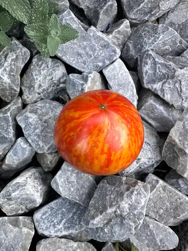 Tomaten: Dark Galaxy