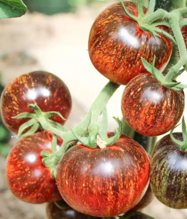 Tomaten: Dark Galaxy