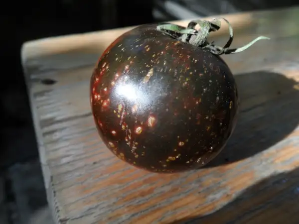 Tomaten: Dark Galaxy ( Kat# 2611 )
