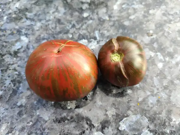 Tomaten: Dark heart Copia