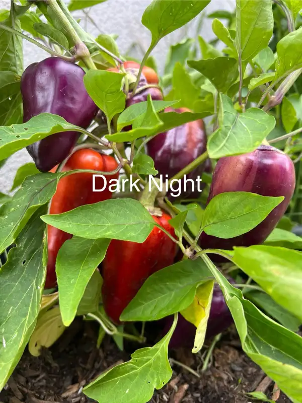 Chili / Paprika: Dark Night