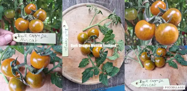 Tomaten: Dark Orange Muscat - Freilandgeeignet