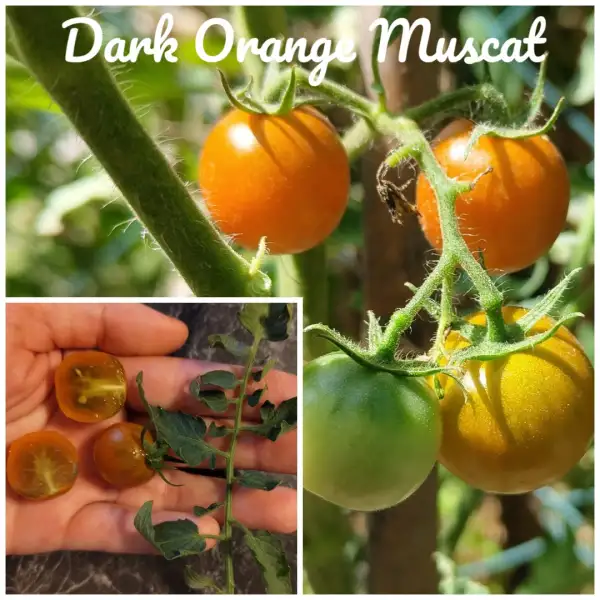 Tomaten: Dark Orange Muscat