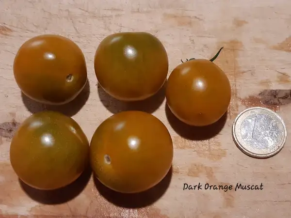 Tomaten: Dark Orange Muscat