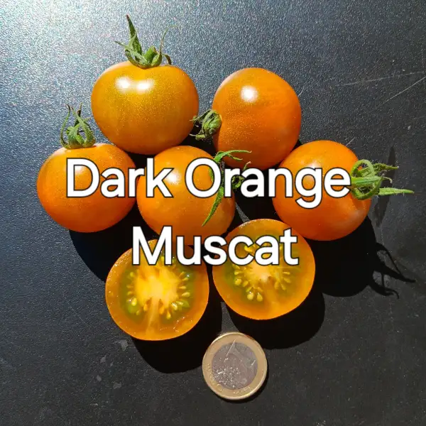Tomaten: Dark Orange Muscat