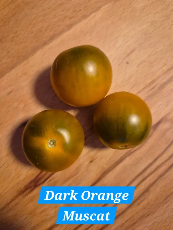 Tomaten: Dark Orange Muscat