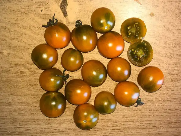 Tomaten: Dark Orange Muscat