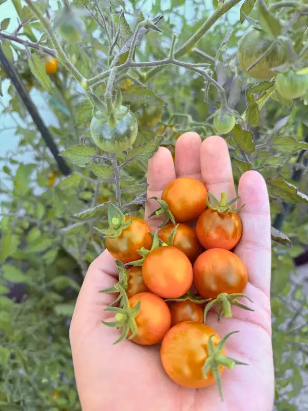 Tomaten: Dark Orange Muscat