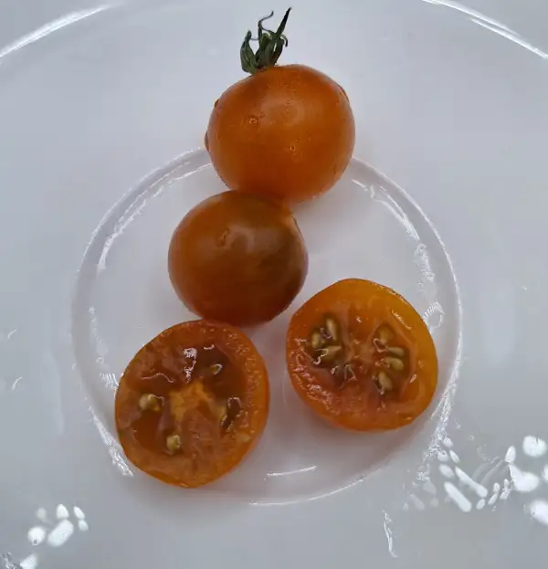 Tomaten: Dark Orange Muscat