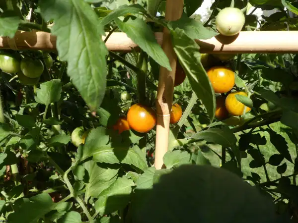 Tomaten: Dark Orange Muscat ( Kat# 2217 )
