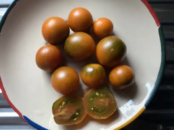 Tomaten: Dark Orange Muskat
