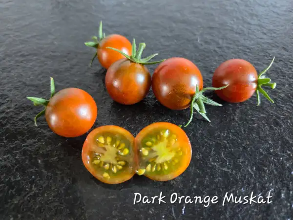 Tomaten: Dark Orange Muskat