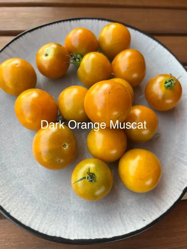 Tomaten: Dark Orange Muskat