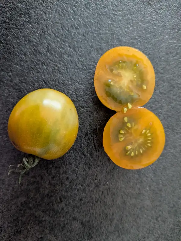 Tomaten: Dark Orange Muskat Cherry