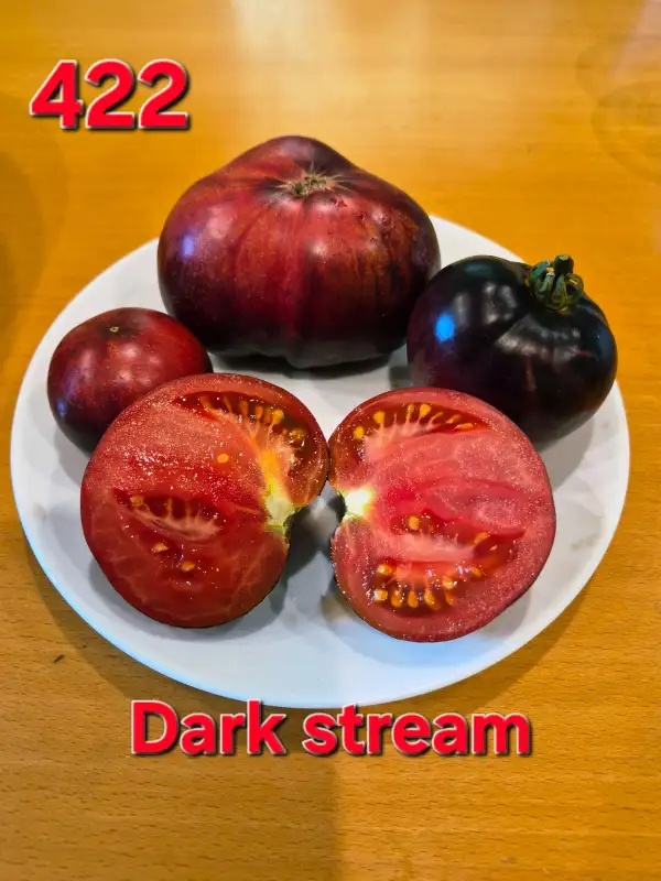Tomaten: Dark stream