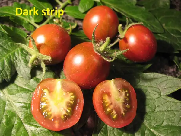 Tomaten: dark strip