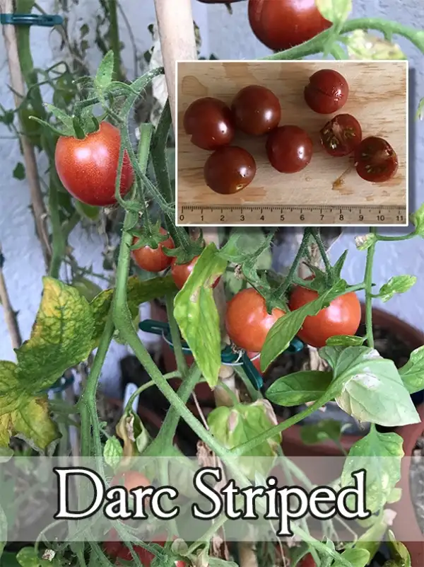 Tomaten: Dark Stripe (micro)