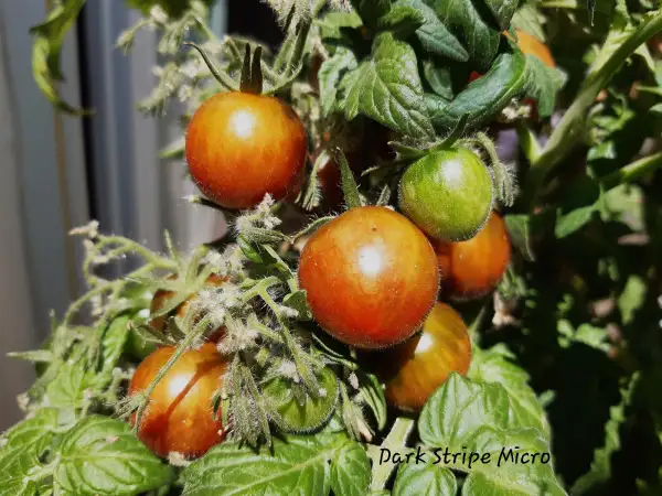 Tomaten: Dark Stripe Micro