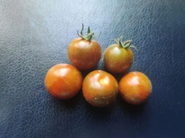 Tomaten: Dark Stripe Micro