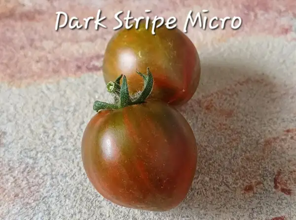 Tomaten: Dark Stripe Micro