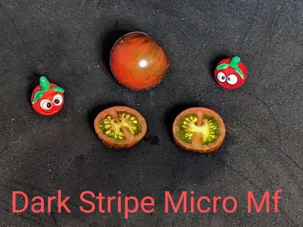 Tomaten: Dark Stripe Micro Multiflora