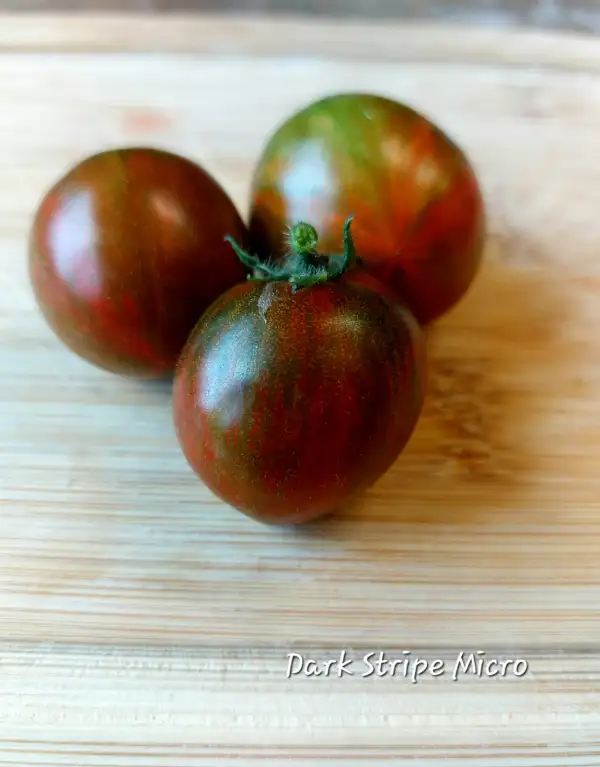 Tomaten: Dark striped micro