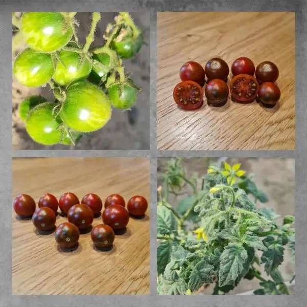 Tomaten: Dark striped micro