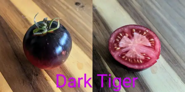 Tomaten: Dark Tiger