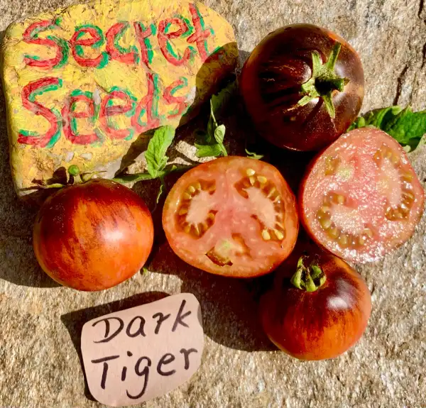 Tomaten: Dark Tiger