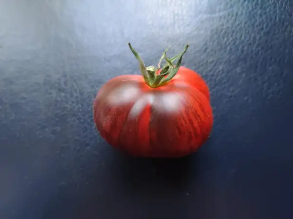 Tomaten: Dark Tiger