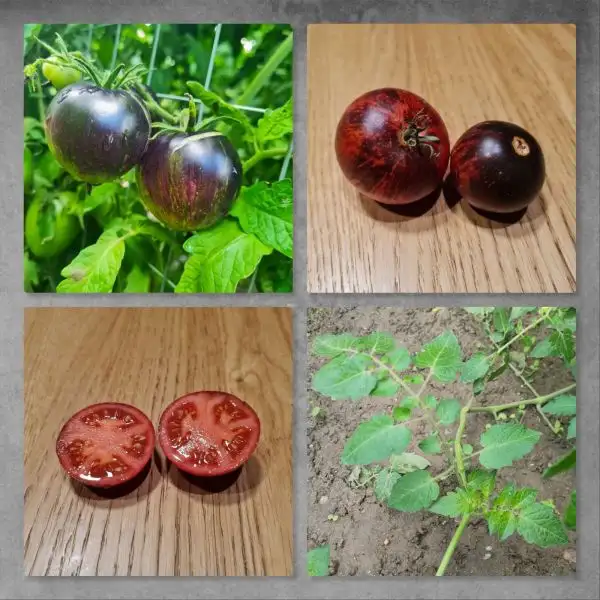 Tomaten: Dark Tiger