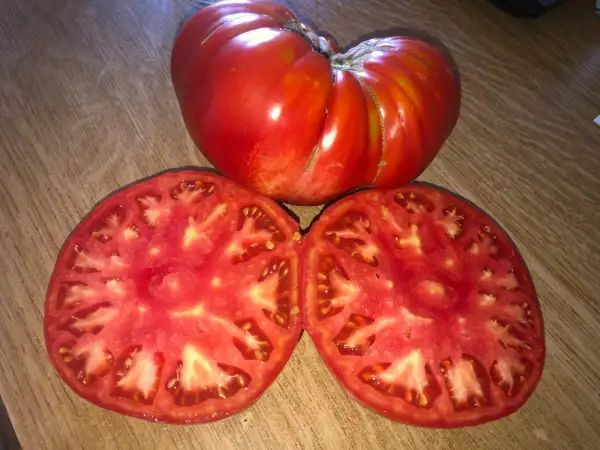 Tomaten: Darocense Corporalis